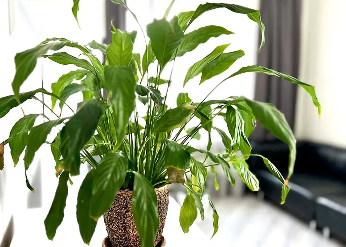 Appartement Osapart Beautiful In A Complex Semycvit Lviv