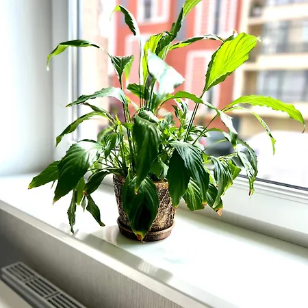 Osapart Beautiful In A Complex Semycvit *