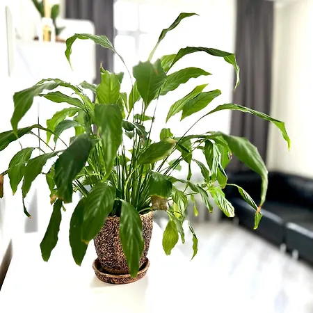 아파트 Osapart Beautiful In A Complex Semycvit 리비프