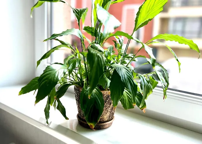 Osapart Beautiful In A Complex Semycvit *